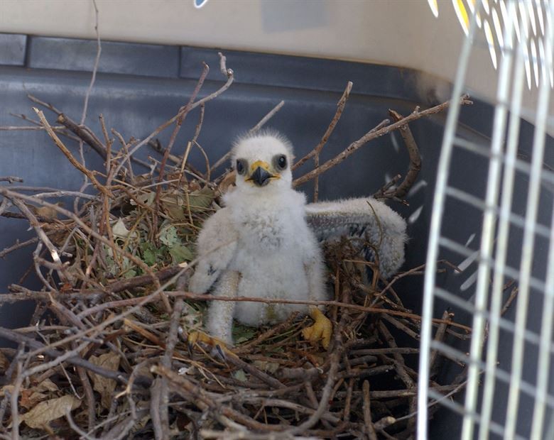 Mississippi Kite Nestling
